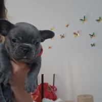 Bouldog francese
