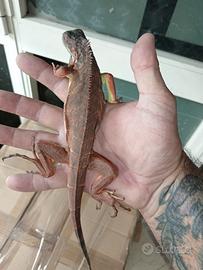 Iguane red