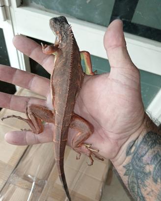 Iguane red