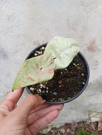 Pianta Syngonium Milk Confetti 