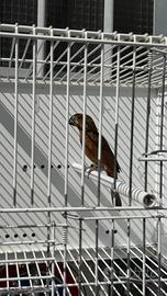 Uccelli bicudi