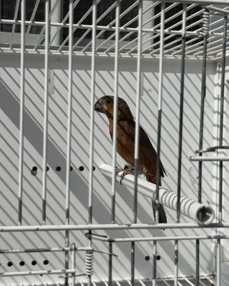 Uccelli bicudi