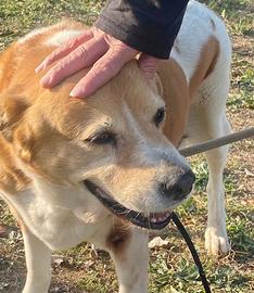 Uma cagnolina speciale