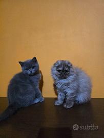 Gattini scottisch straight/fold