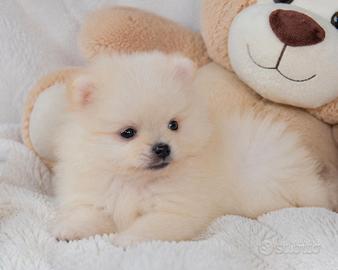 Cuccioli di Volpino di Pomerania