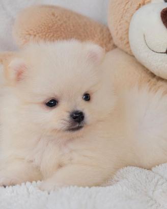 Cuccioli di Volpino di Pomerania