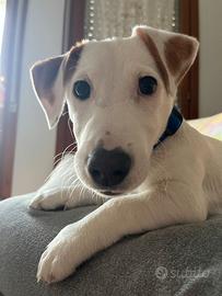 Jack russel terrier