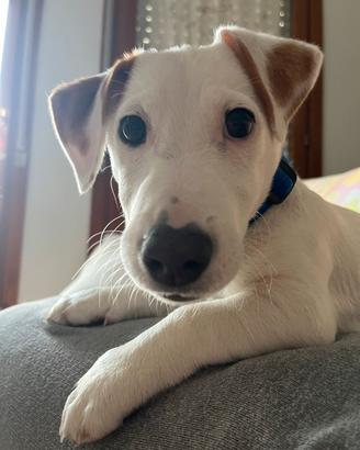 Jack russel terrier