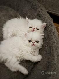 Cuccioli Gatto Persiano di pura razza