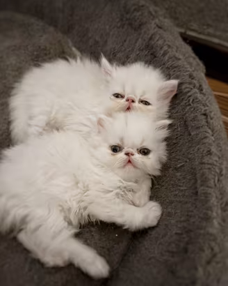 4 cuccioli persiano ipertipico