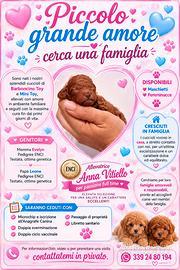 Barboncino toy e mini toy