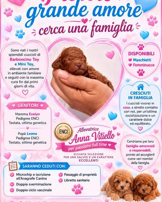 Barboncino toy e mini toy