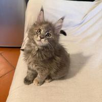 Cucciole maine coon pedigree anfi