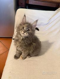 Cucciole maine coon pedigree anfi