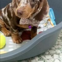 Cucciola di bassotto choco arlecchino