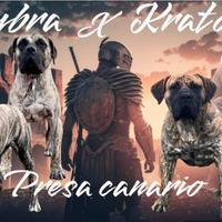 Presa canario