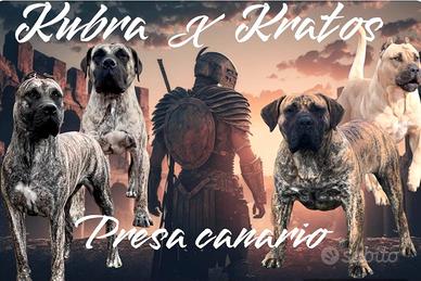 Presa canario