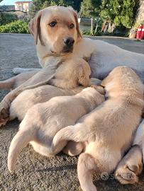 Labrador retriever originali