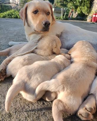 Labrador retriever originali
