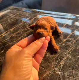 Disponibili cuccioli barboncini teacup asiatici