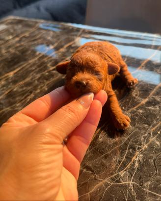 Disponibili cuccioli barboncini teacup asiatici