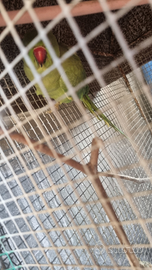 Papagalo Parrocchetto Femmina