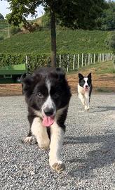 Cuccioli di Border Collie