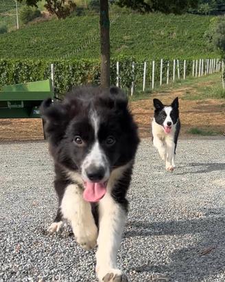 Cuccioli di Border Collie