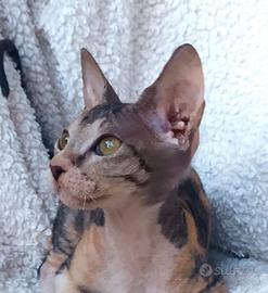 Gattina don sphynx rossa e nera tigrata