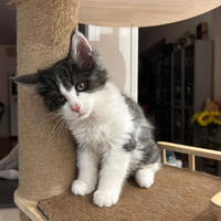 Cucciolo Maine Coon