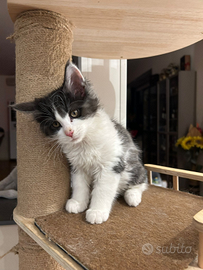 Cucciolo Maine Coon