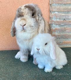 Minilop con pedigree