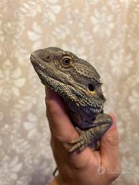 Pogona adulta GG