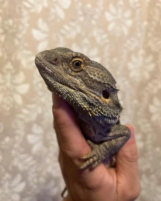 Pogona adulta GG