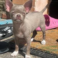 Cucciole di Chihuahua con Pedigree ENCI