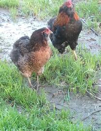 Coppia araucana