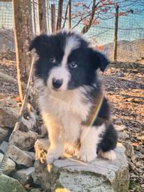 Cuccioli border collie adozione maschietti
