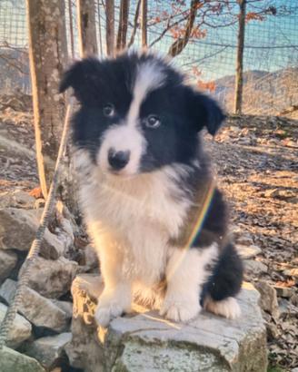 Cuccioli border collie adozione maschietti