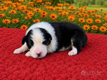 Cucciolo pastore australiano