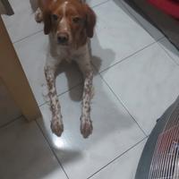 Cane breto femmina di quasi di due ann