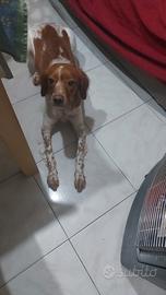 Cane breto femmina di quasi di due ann
