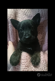 Cuccioli Pastore Olandese