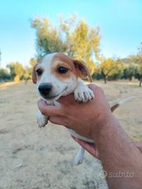Cuccioli Jack Russel Terrier, femmine e maschi