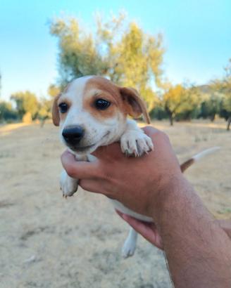 Cuccioli Jack Russel Terrier, femmine e maschi