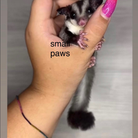 Petauri dello zucchero