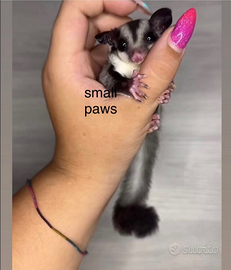 Petauri dello zucchero