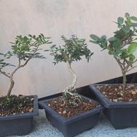 mini bonsai