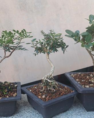 mini bonsai