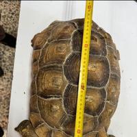 Geochelone sulcata