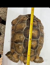 Geochelone sulcata